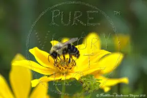 "Bumble Bee"