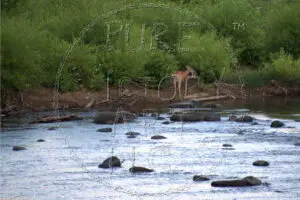 Watermarked Sample Image, © Kathleen Victoria Payne [Pure Victory Art LLC]
