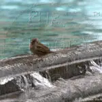 Watermarked Sample Image © Kathleen Victoria Payne [Pure Victory Art LLC]