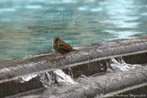 Watermarked Sample Image © Kathleen Victoria Payne [Pure Victory Art LLC]