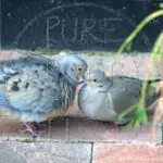 Watermarked Sample Image, © Kathleen Victoria Payne [Pure Victory Art LLC]