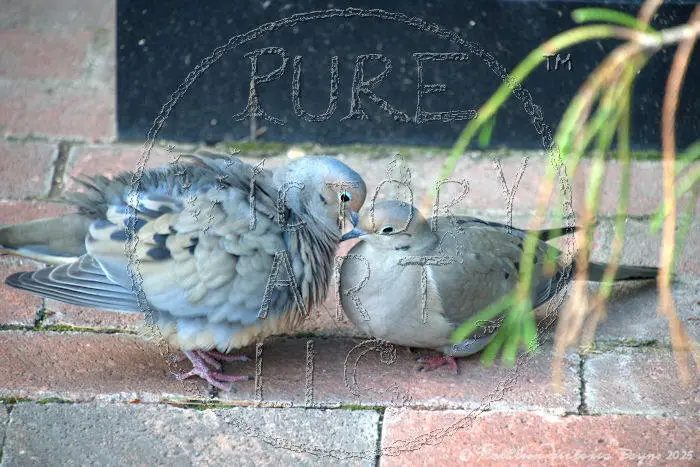 Watermarked Sample Image, © Kathleen Victoria Payne [Pure Victory Art LLC]