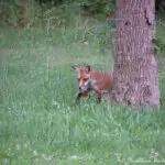 Watermarked Sample Image, © Kathleen Victoria Payne [Pure Victory Art LLC]