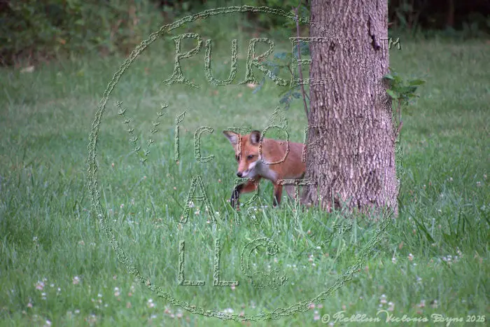 Watermarked Sample Image, © Kathleen Victoria Payne [Pure Victory Art LLC]