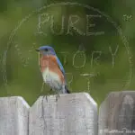 Watermarked Sample Image, © Kathleen Victoria Payne [Pure Victory Art LLC]