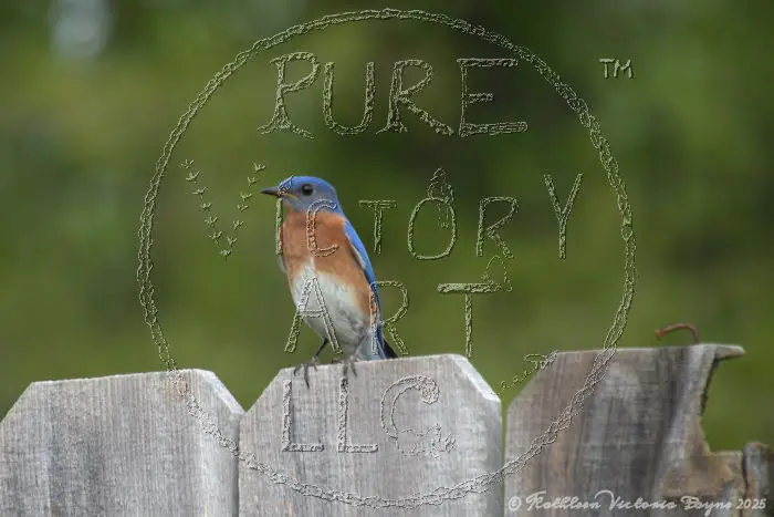 Watermarked Sample Image, © Kathleen Victoria Payne [Pure Victory Art LLC]