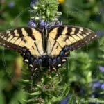 Watermarked Sample Image, © Kathleen Victoria Payne [Pure Victory Art LLC]