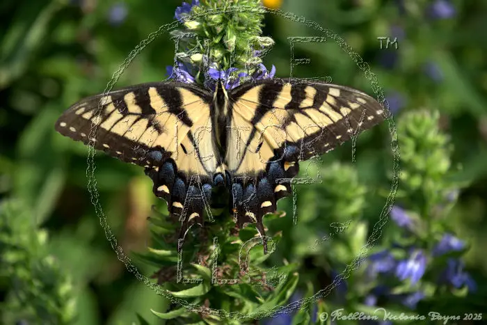 Watermarked Sample Image, © Kathleen Victoria Payne [Pure Victory Art LLC]