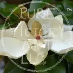 Watermarked Sample Image, © Kathleen Victoria Payne [Pure Victory Art LLC]