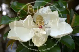 Watermarked Sample Image, © Kathleen Victoria Payne [Pure Victory Art LLC]