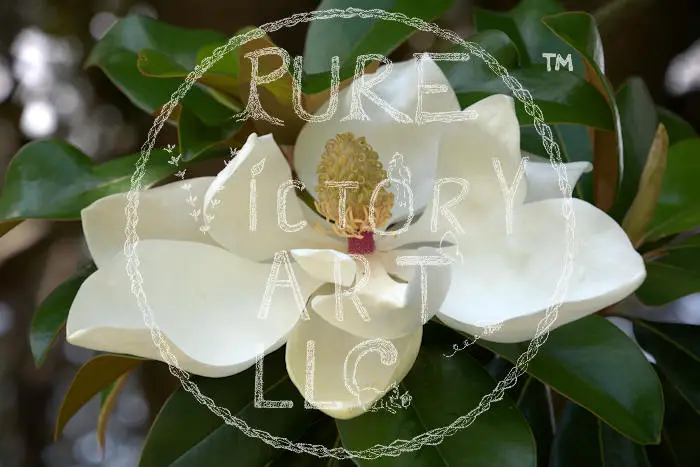 Watermarked Sample Image, © Kathleen Victoria Payne [Pure Victory Art LLC]