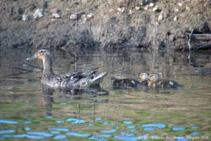 "Mother Mallard and Ducklings"
