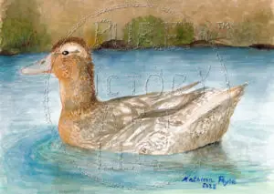 "Mother Mallard" (Watercolor)