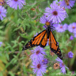 Watermarked Sample Image, © Kathleen Victoria Payne [Pure Victory Art LLC]