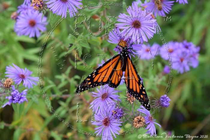 Watermarked Sample Image, © Kathleen Victoria Payne [Pure Victory Art LLC]