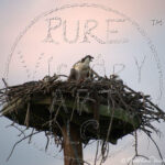 Watermarked Sample Image, © Kathleen Victoria Payne [Pure Victory Art LLC]