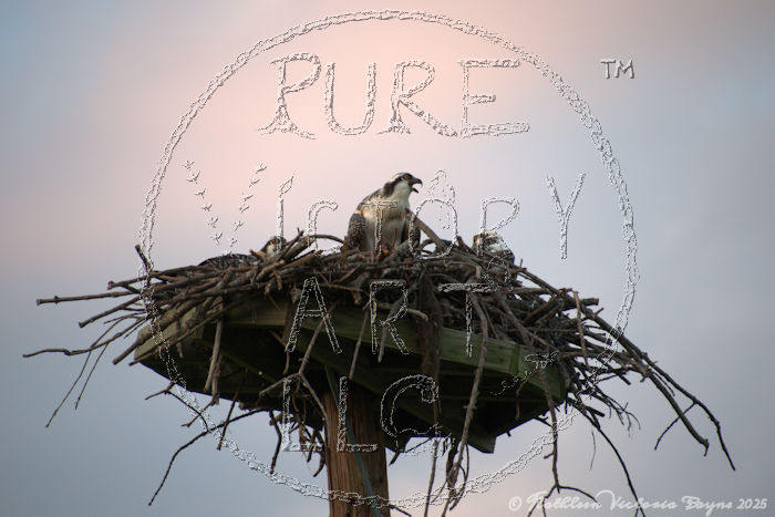 Watermarked Sample Image, © Kathleen Victoria Payne [Pure Victory Art LLC]