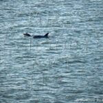 Watermarked Sample Image, © Kathleen Victoria Payne [Pure Victory Art LLC]