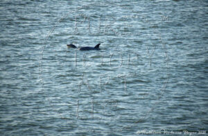 Watermarked Sample Image, © Kathleen Victoria Payne [Pure Victory Art LLC]