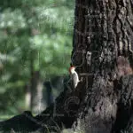 "Red-bellied Woodpecker"