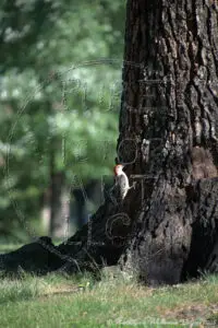 "Red-bellied Woodpecker"
