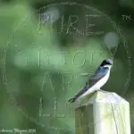 "Tree Swallow"