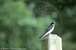 "Tree Swallow"