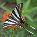 "Zebra Swallowtail Butterfly"