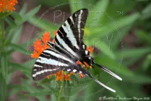 "Zebra Swallowtail"