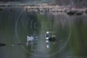"Meaningful Eagle" was photographed by Kathleen Victoria Payne © 2026. All rights reserved.