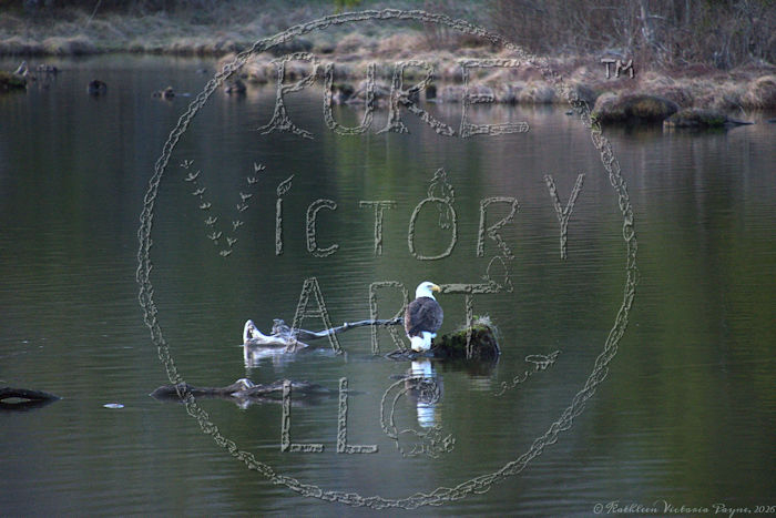 "Meaningful Eagle" was photographed by Kathleen Victoria Payne © 2026. All rights reserved.